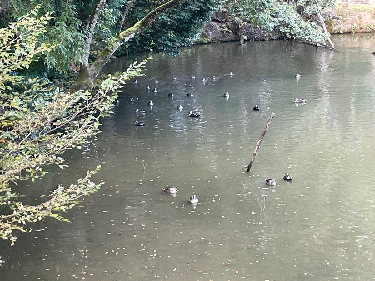池を泳ぐ多数の鴨たち