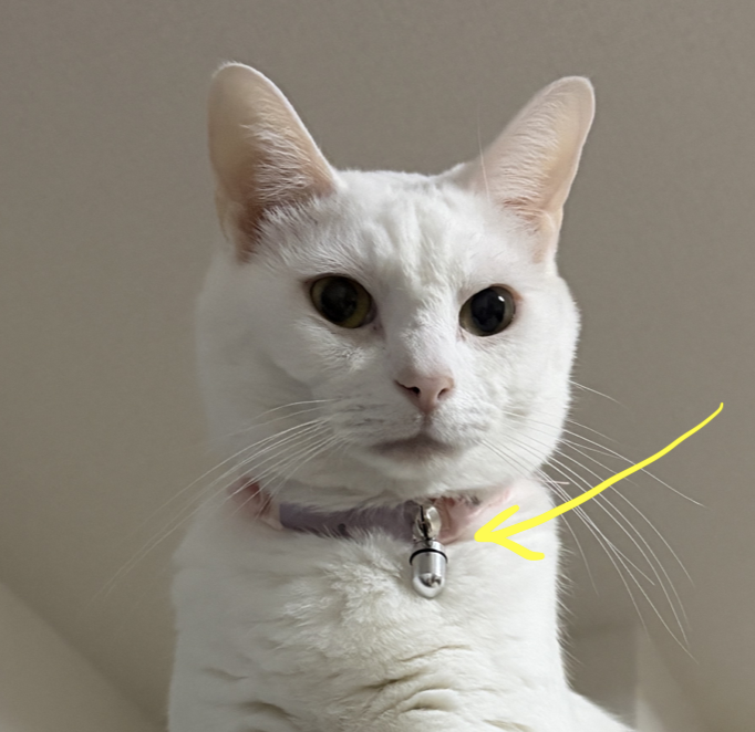 白猫のバストアップ写真。迷子札カプセルとCatlogをつけているのがわかる。