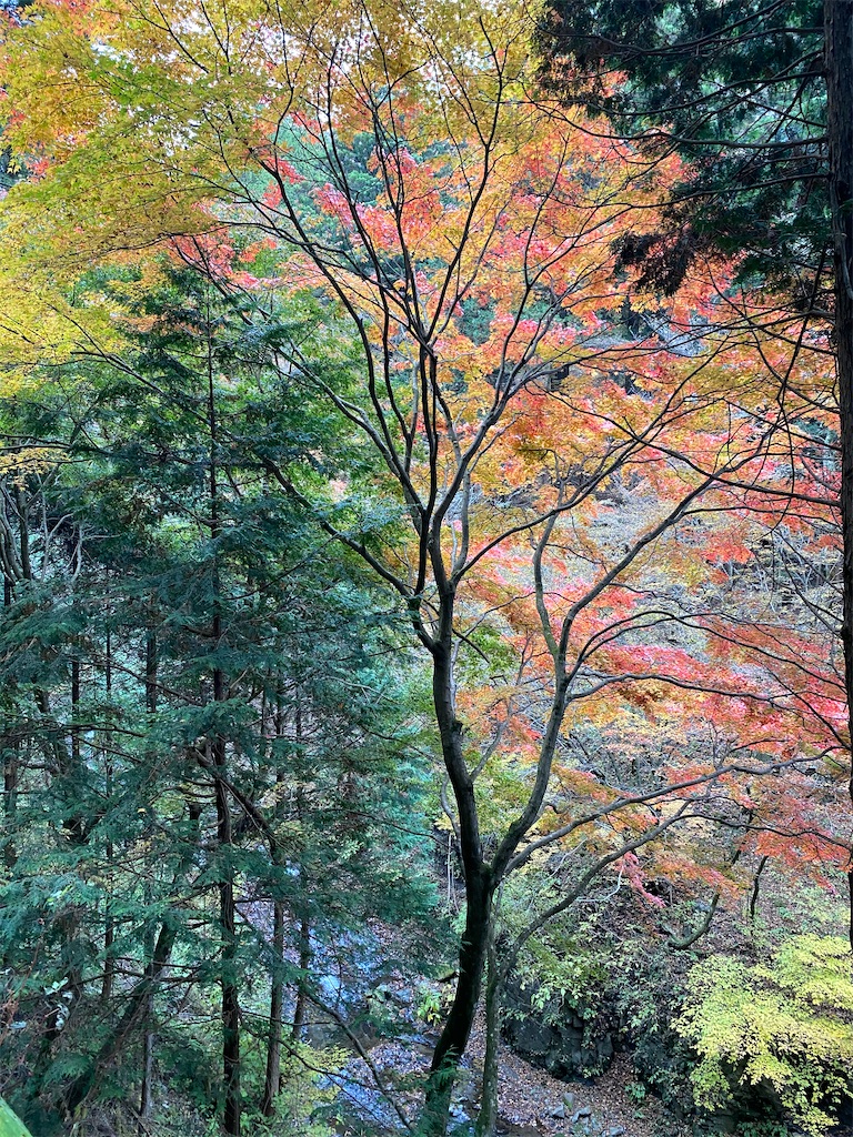 f:id:betamomoko:20210110071448j:image f:id:betamomoko:20210110071448j:image