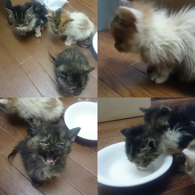 f:id:betebete00:20170611151904j:image f:id:betebete00:20170611151904j:image