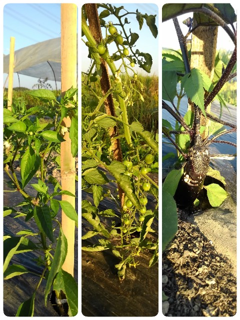 f:id:betebete00:20200608114720j:image f:id:betebete00:20200608114720j:image