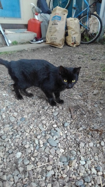 f:id:betebete00:20201222220103j:image f:id:betebete00:20201222220103j:image