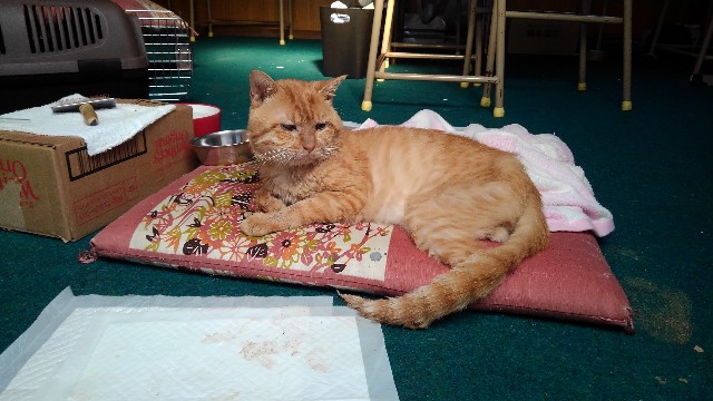 f:id:betebete00:20211029212857j:image