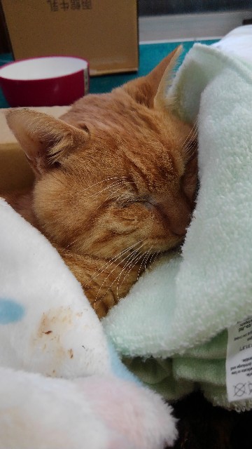 f:id:betebete00:20211102203120j:image