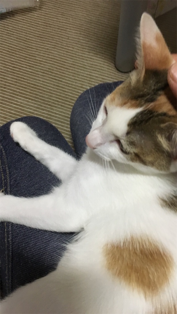 f:id:betty-b:20160915085805j:image