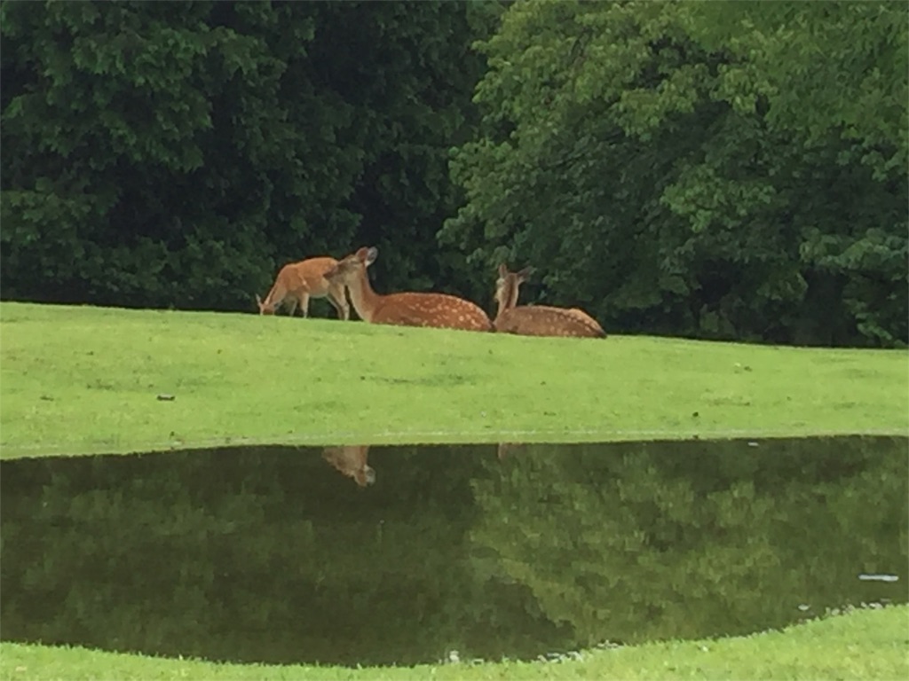 f:id:beyan1405:20180622104050j:image