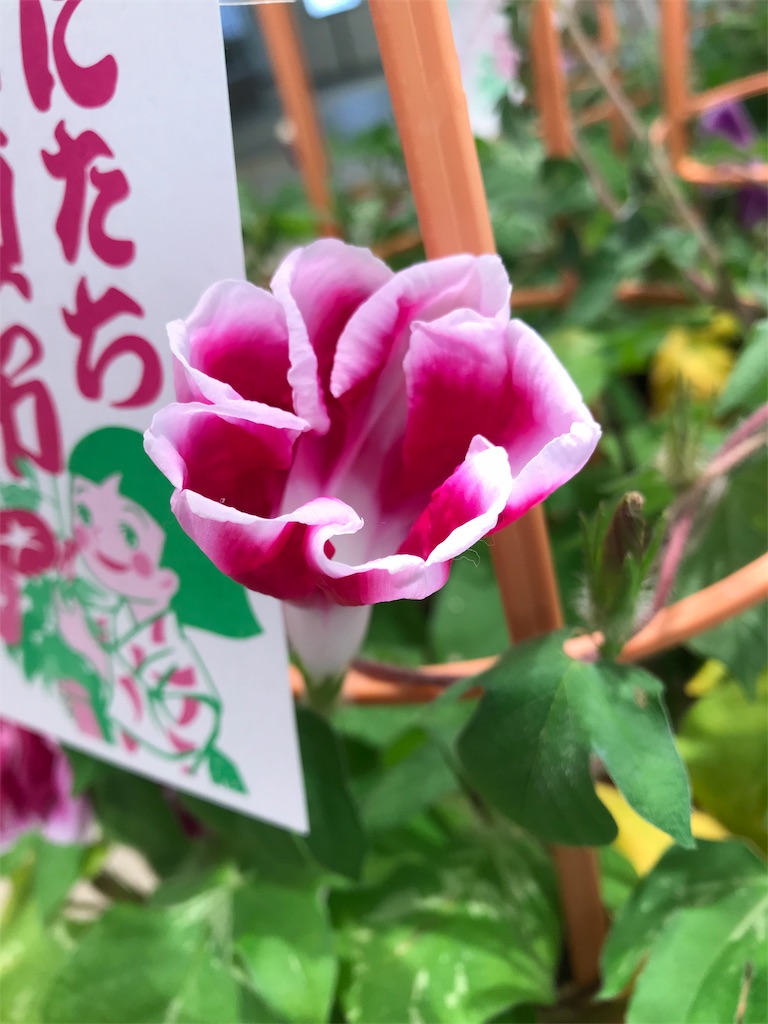 f:id:bf021hugtlang:20180701001335j:image