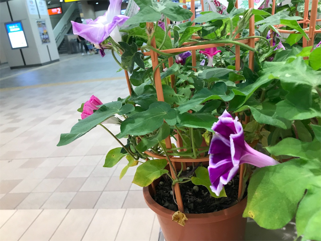 f:id:bf021hugtlang:20180701001400j:image