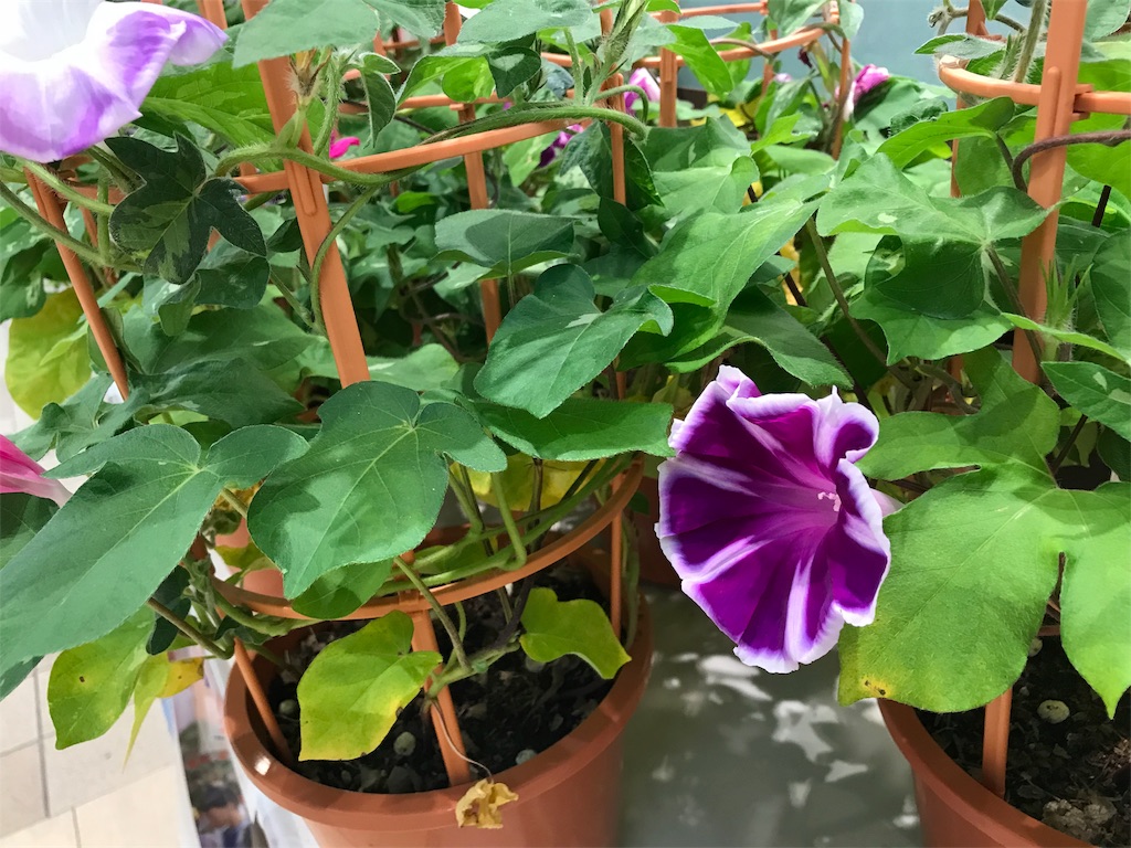 f:id:bf021hugtlang:20180701001420j:image