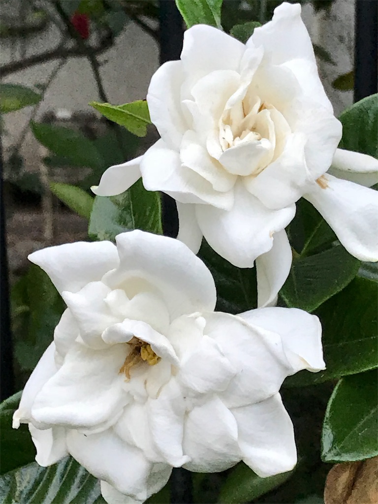 f:id:bf021hugtlang:20180701001449j:image