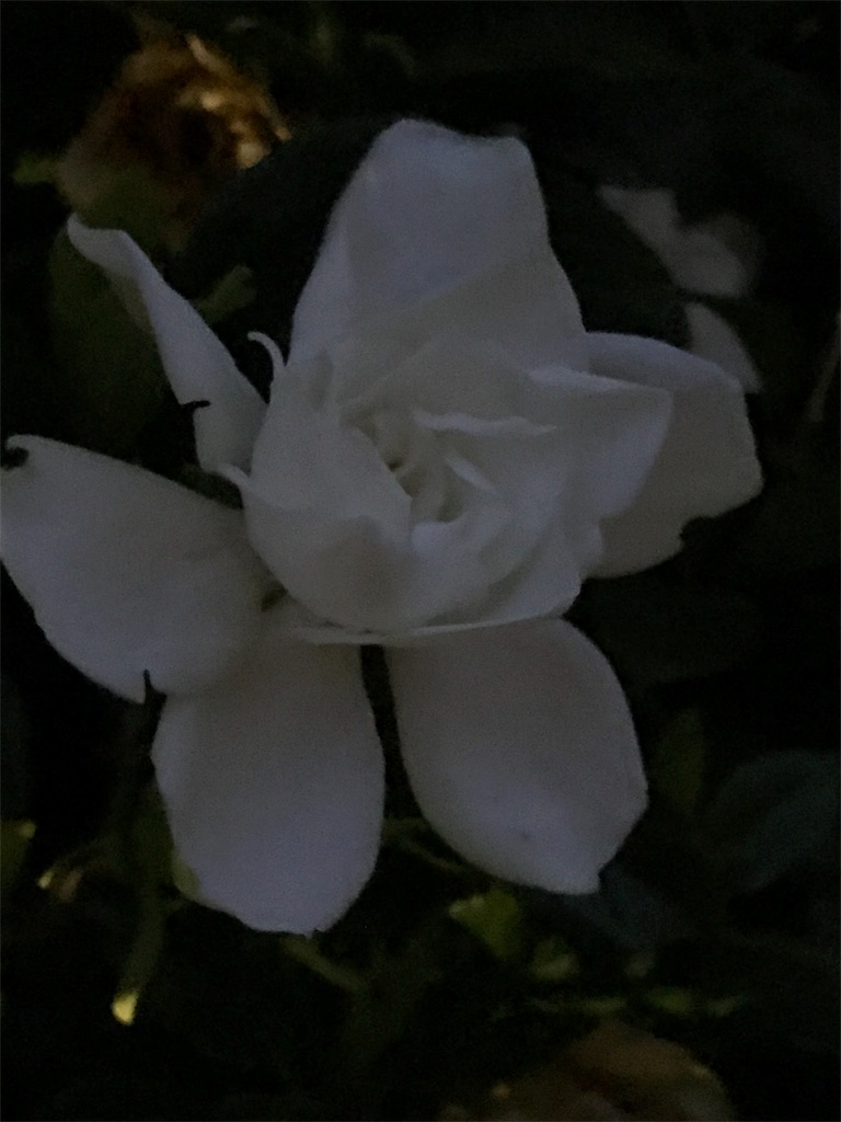 f:id:bf021hugtlang:20180704001108j:image