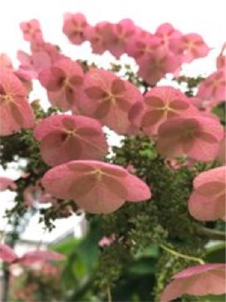f:id:bf021hugtlang:20180705201211j:image