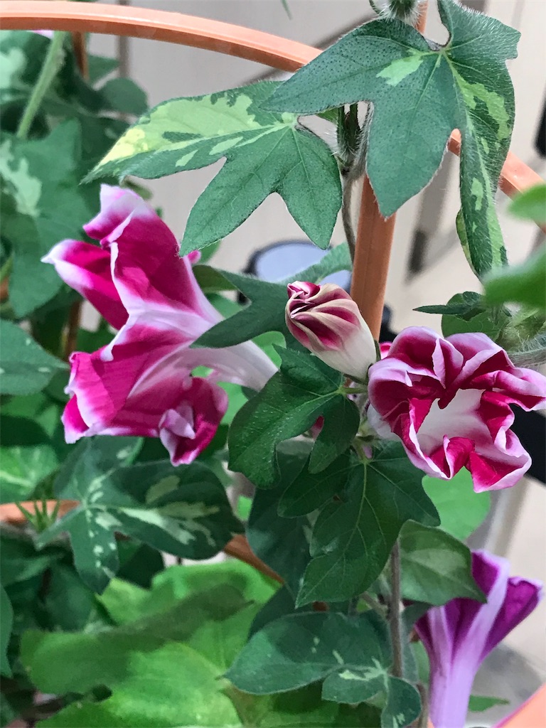 f:id:bf021hugtlang:20180707215122j:image