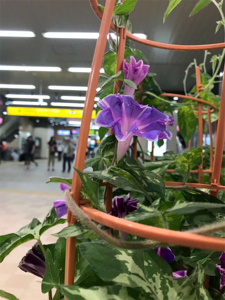 f:id:bf021hugtlang:20180707215138j:image