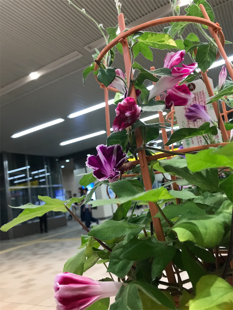 f:id:bf021hugtlang:20180707215200j:image
