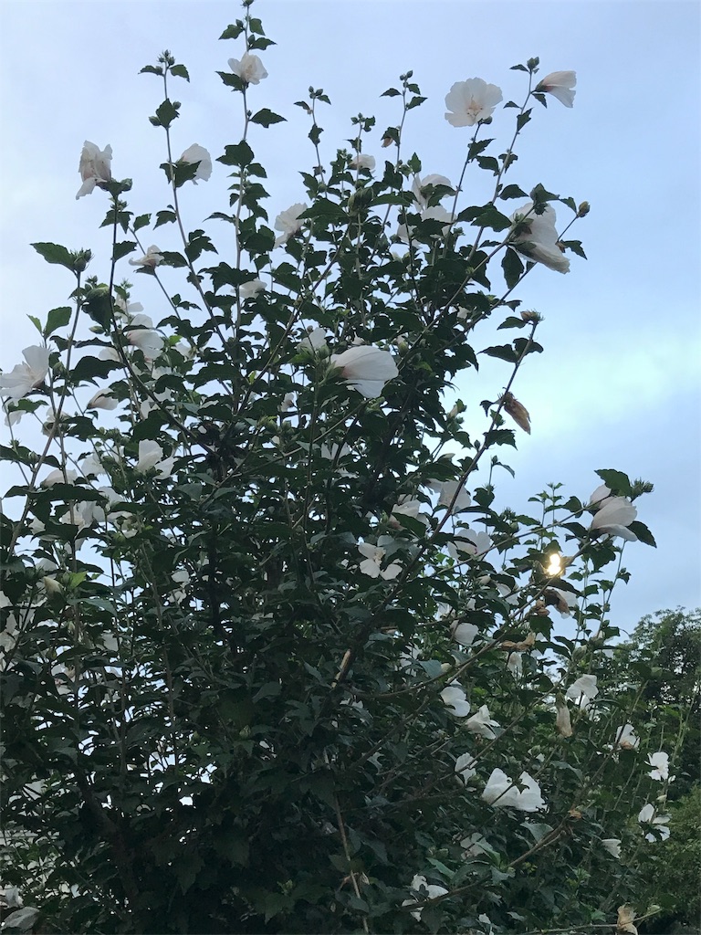 f:id:bf021hugtlang:20180707215254j:image