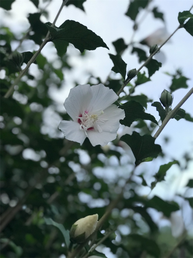 f:id:bf021hugtlang:20180707215311j:image