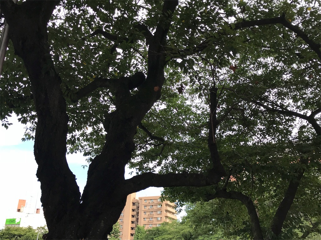 f:id:bf021hugtlang:20180708223126j:image f:id:bf021hugtlang:20180708223126j:image