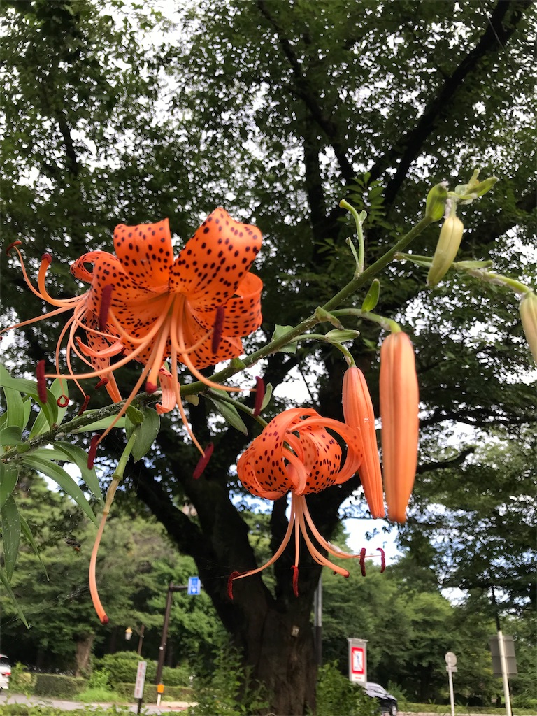 f:id:bf021hugtlang:20180708223624j:image f:id:bf021hugtlang:20180708223624j:image