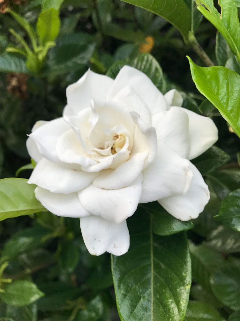 f:id:bf021hugtlang:20180712223855j:image