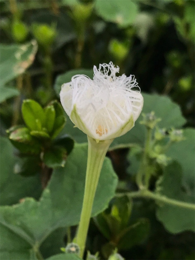 f:id:bf021hugtlang:20180712223944j:image