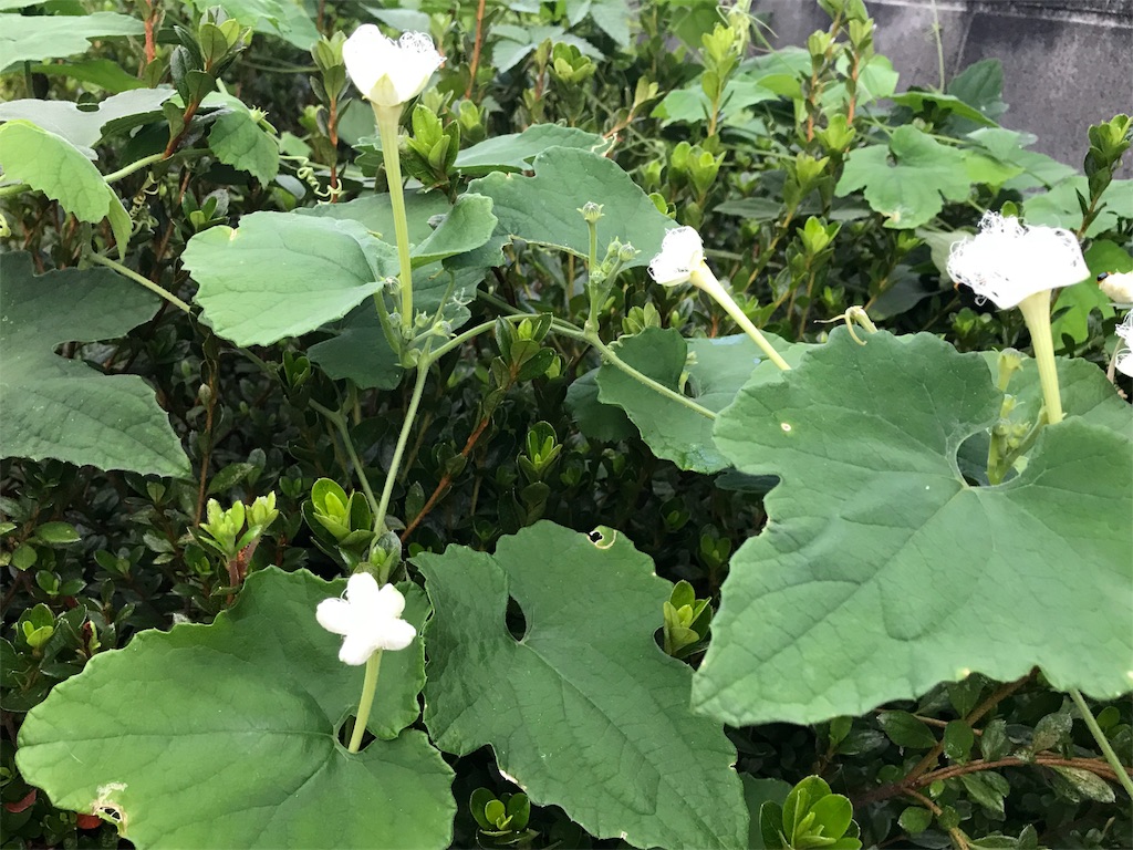 f:id:bf021hugtlang:20180712224025j:image
