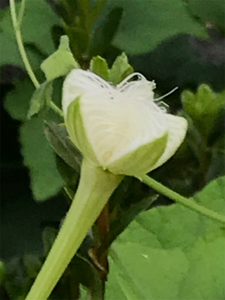 f:id:bf021hugtlang:20180712224054j:image