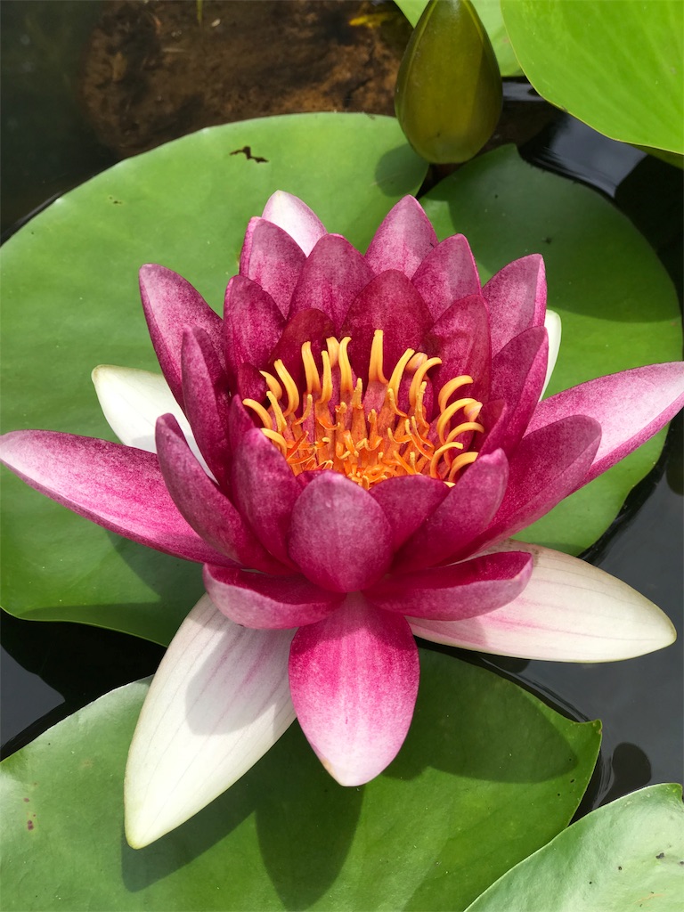 f:id:bf021hugtlang:20180713220012j:image