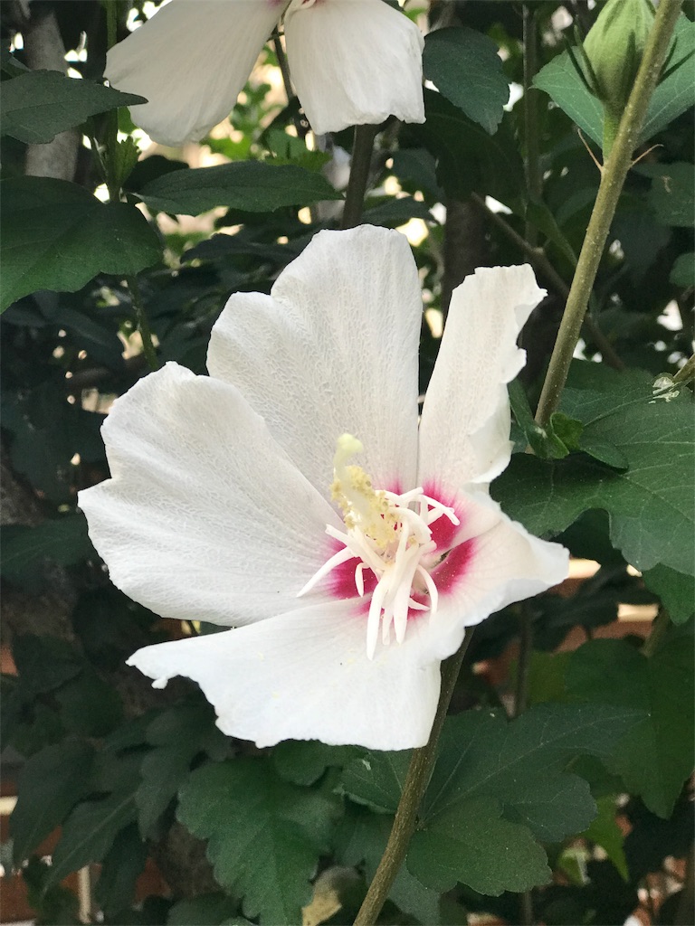f:id:bf021hugtlang:20180714214835j:image