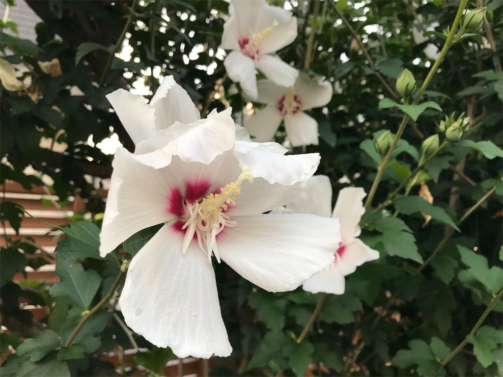 f:id:bf021hugtlang:20180714214852j:image