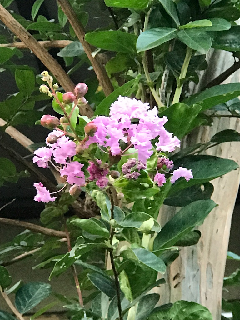 f:id:bf021hugtlang:20180715221736j:image