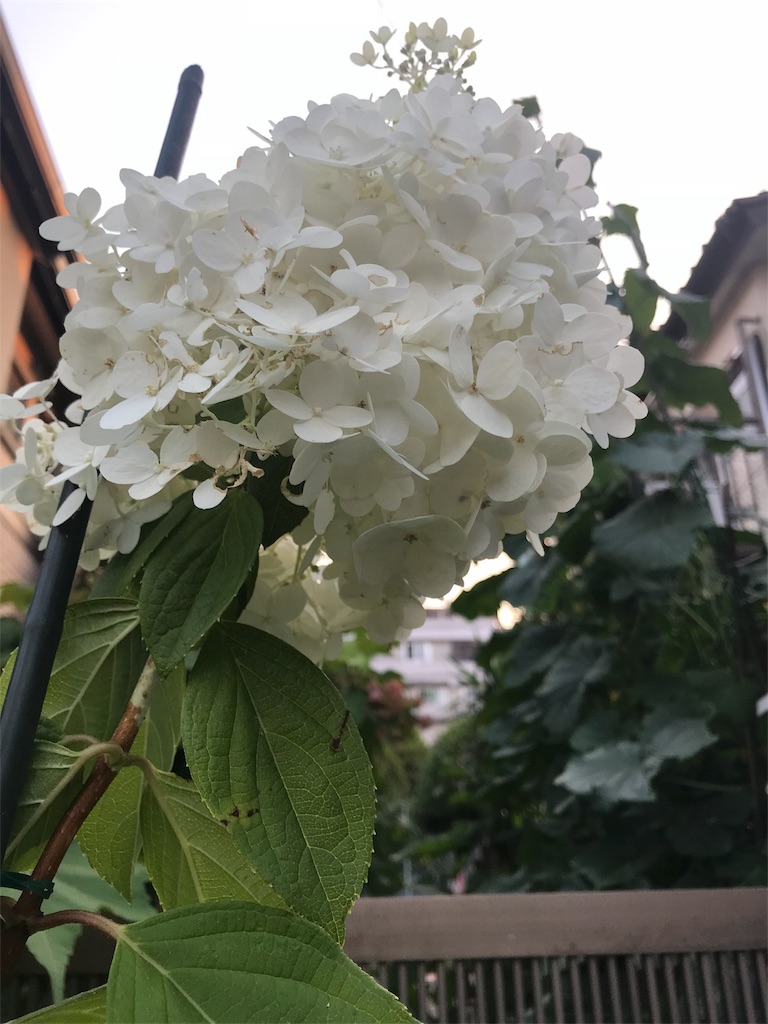 f:id:bf021hugtlang:20180715222055j:image