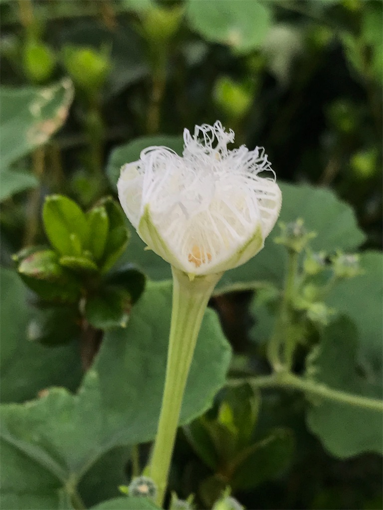 f:id:bf021hugtlang:20180717225419j:image f:id:bf021hugtlang:20180717225419j:image