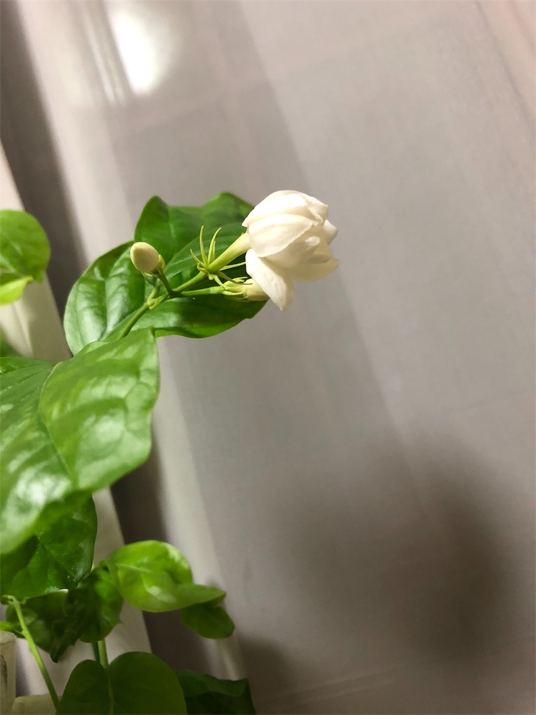 f:id:bf021hugtlang:20180728205654j:image