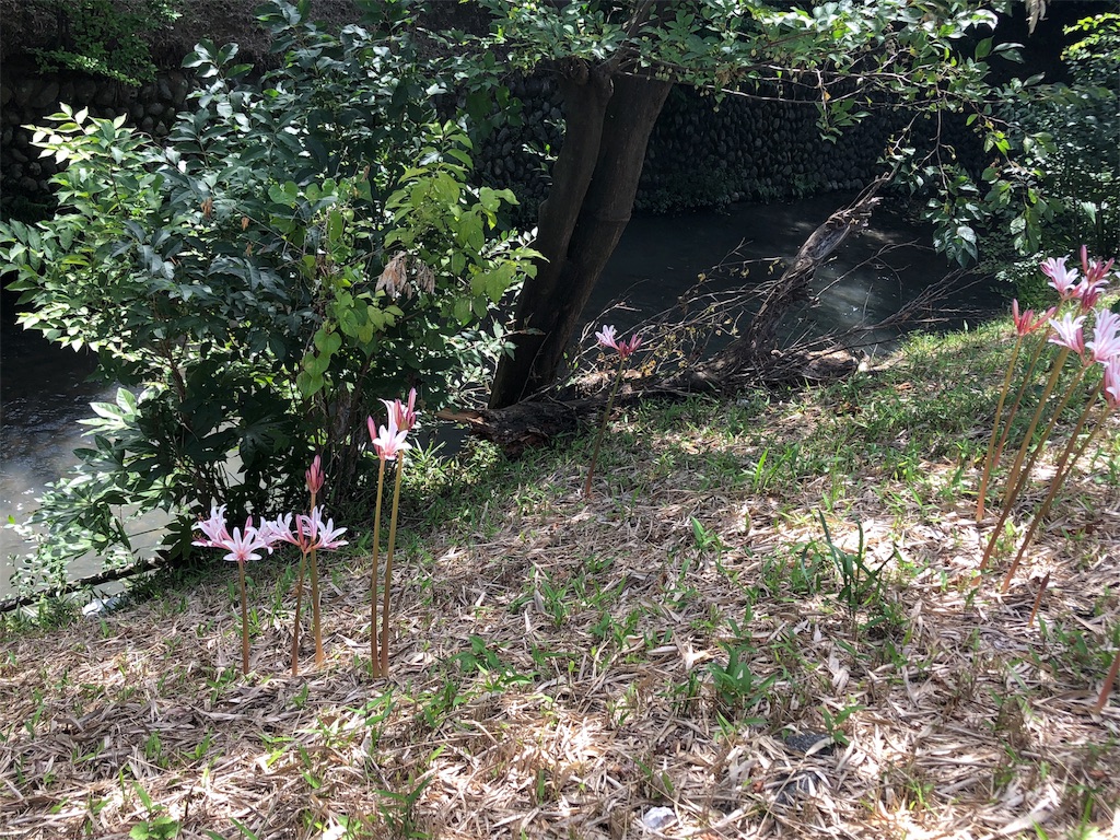 f:id:bf021hugtlang:20180815220713j:image f:id:bf021hugtlang:20180815220713j:image