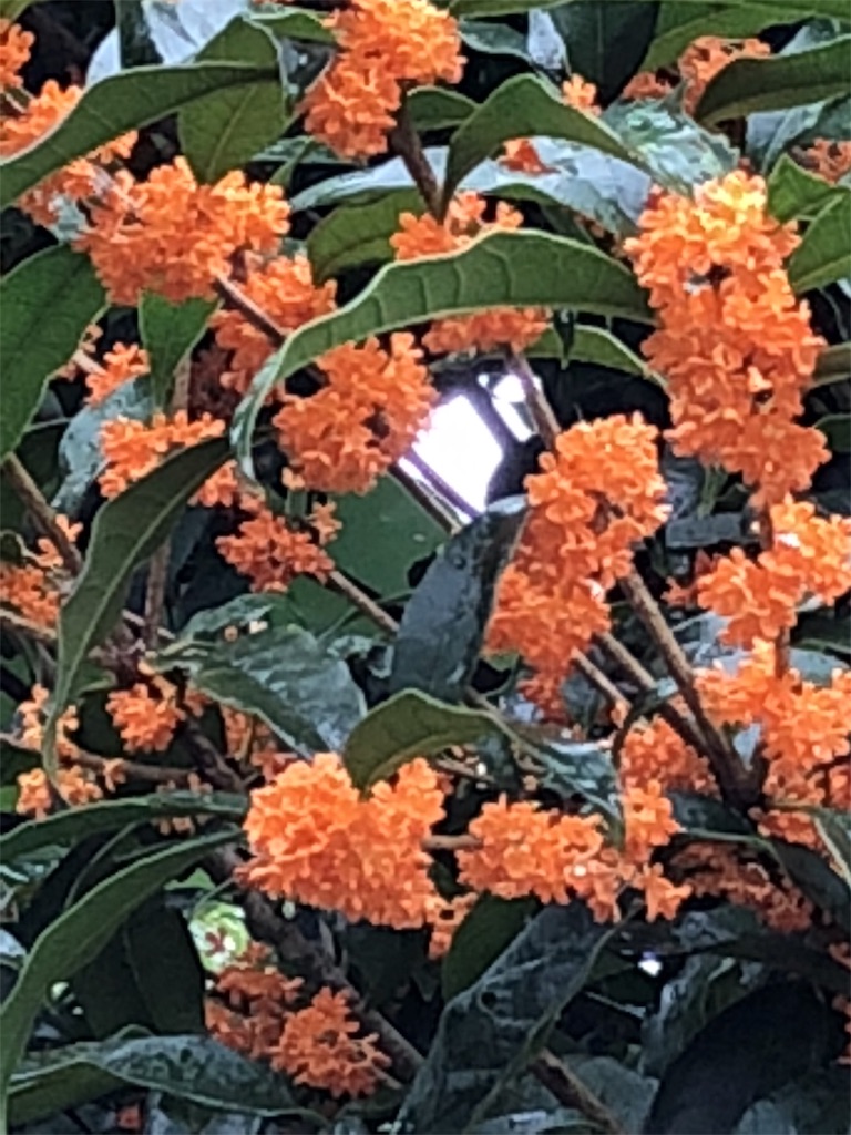 f:id:bf021hugtlang:20180930215302j:image f:id:bf021hugtlang:20180930215302j:image