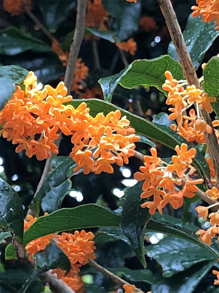 f:id:bf021hugtlang:20180930215311j:image f:id:bf021hugtlang:20180930215311j:image