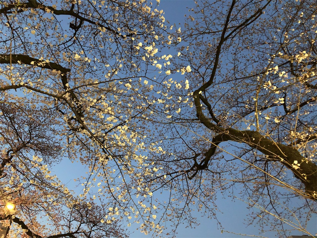 f:id:bf021hugtlang:20190326215831j:image