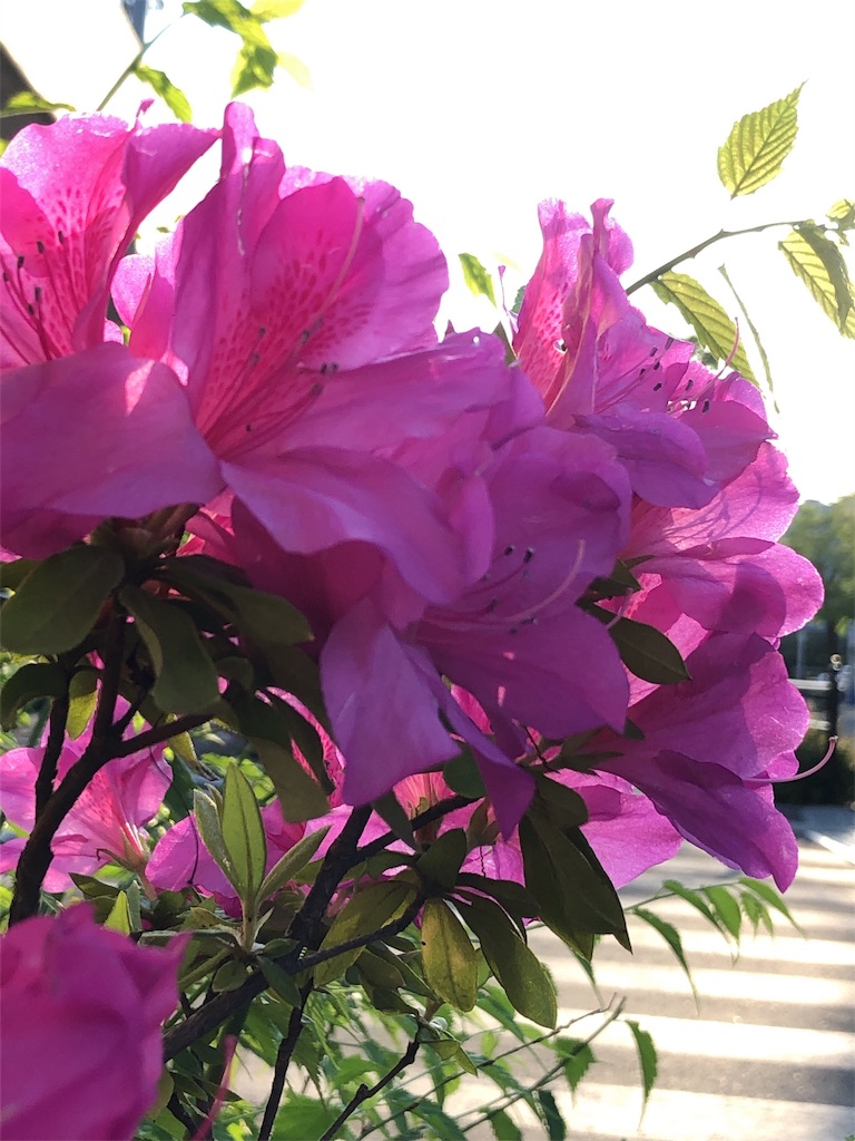 f:id:bf021hugtlang:20190505220827j:image