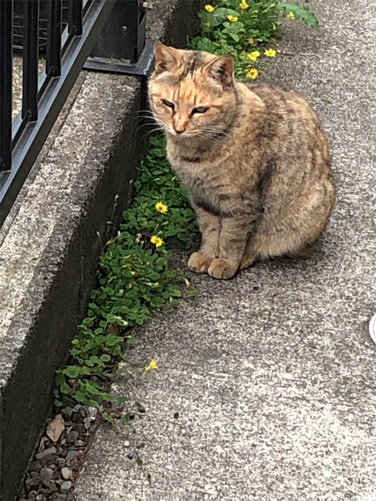 f:id:bf021hugtlang:20190515231727j:image