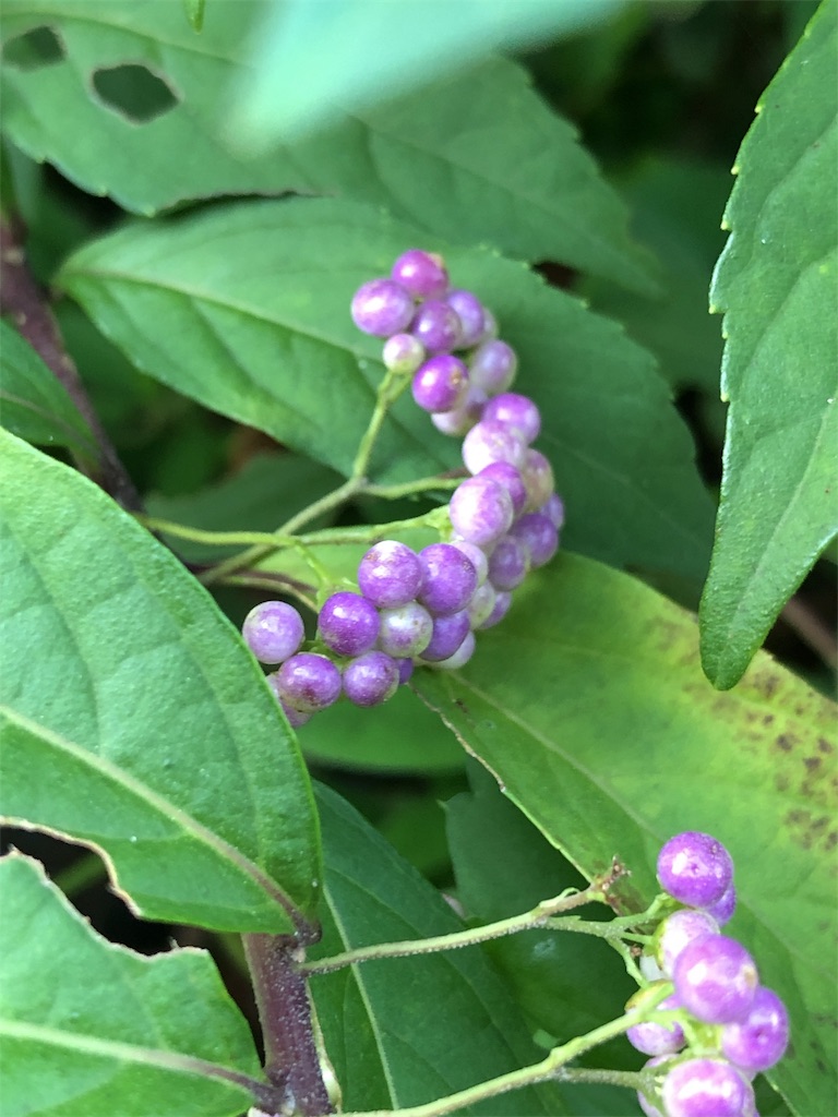 f:id:bf021hugtlang:20190915230146j:image