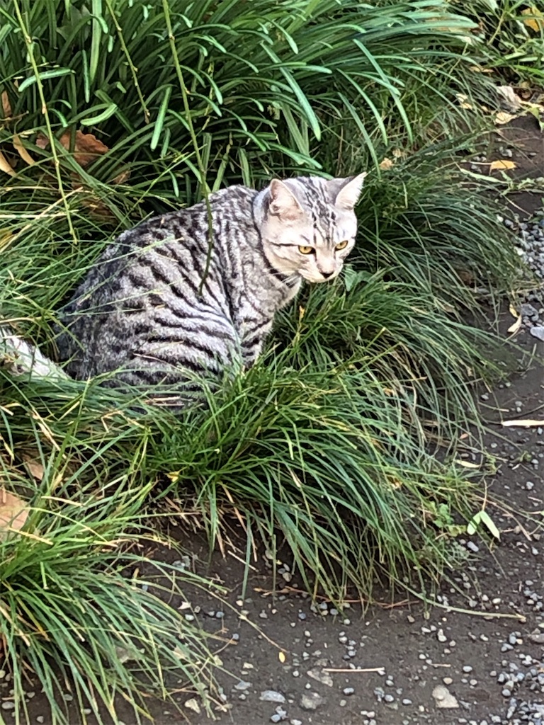 f:id:bf021hugtlang:20191220220227j:image