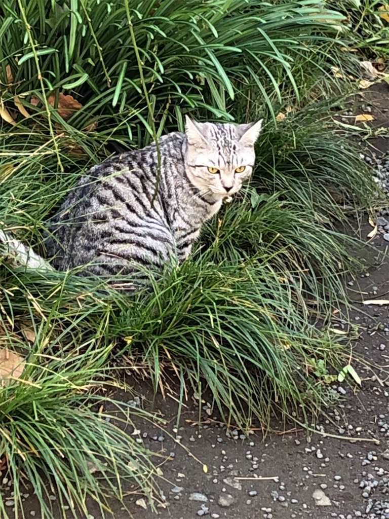 f:id:bf021hugtlang:20191220220234j:image