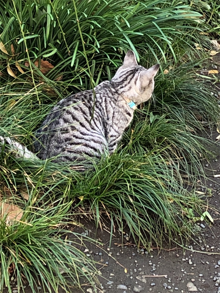 f:id:bf021hugtlang:20191220220253j:image