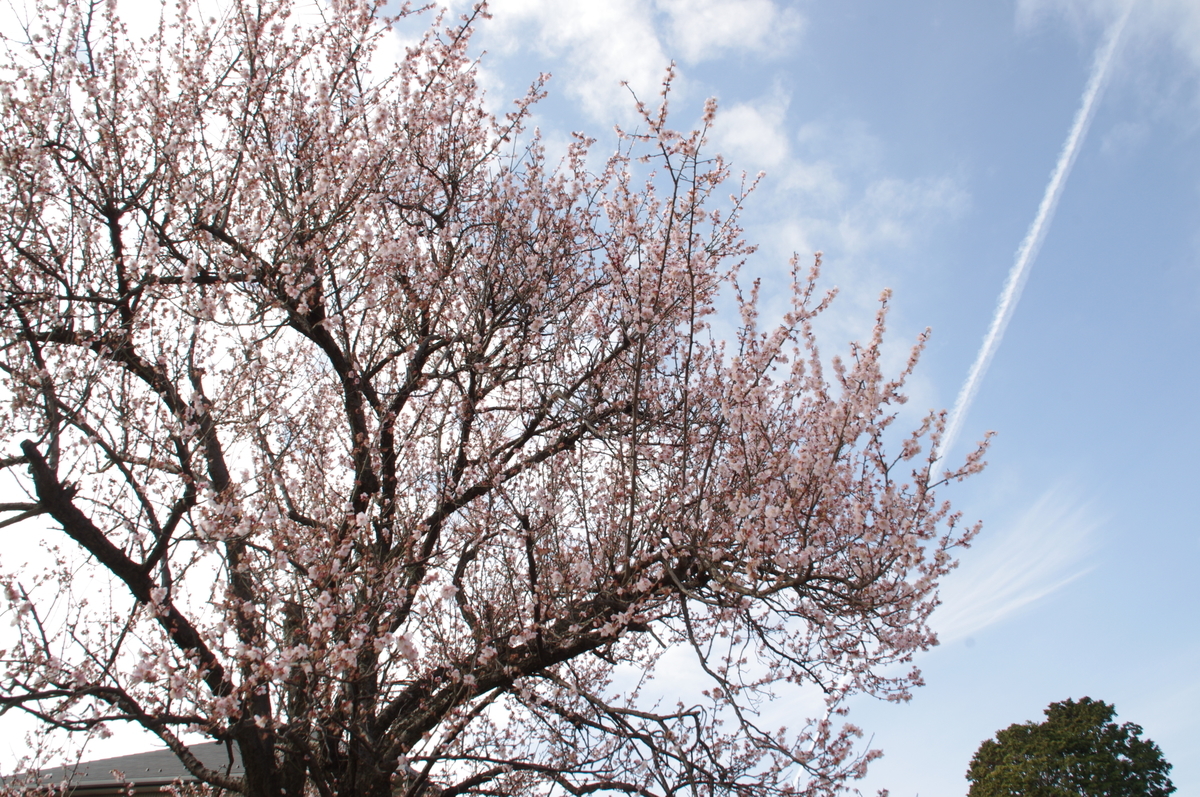 f:id:bf021hugtlang:20200207214106j:plain