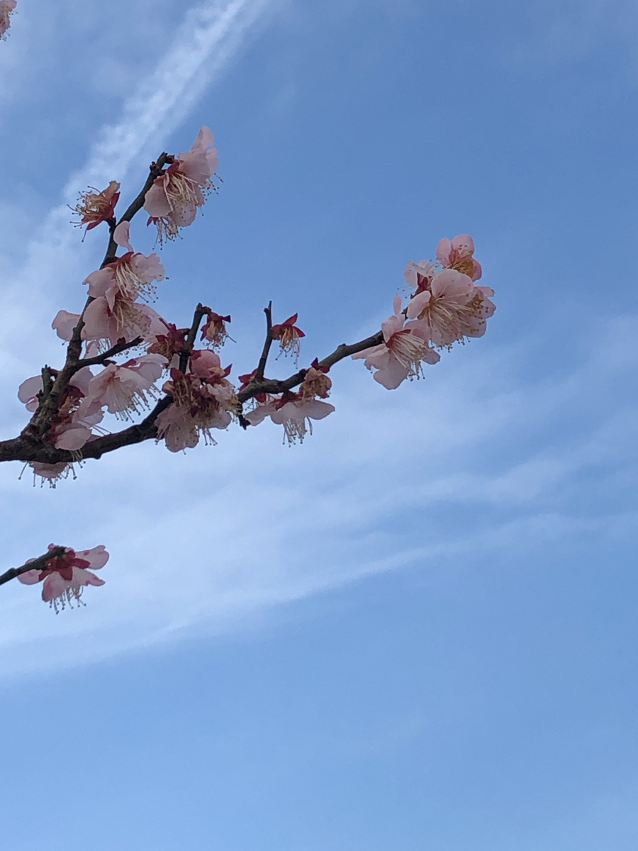 f:id:bf021hugtlang:20200207214202j:plain