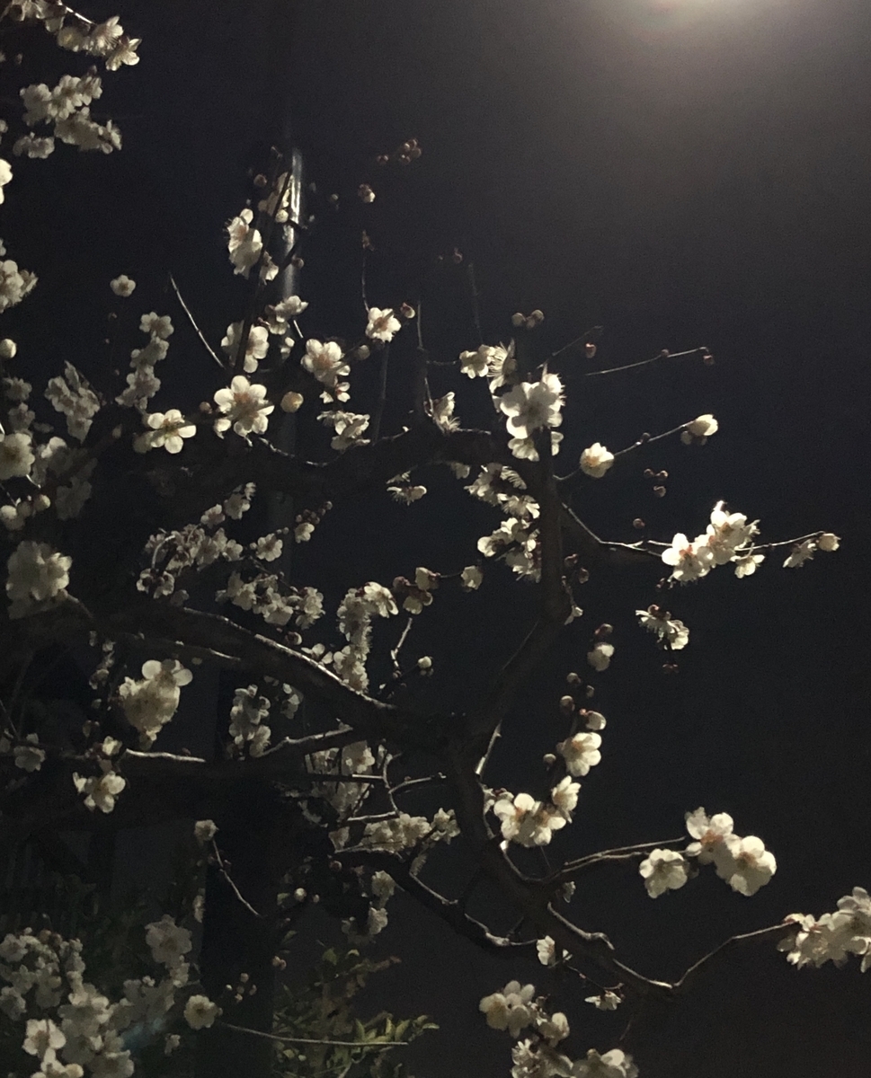 f:id:bf021hugtlang:20200224185007j:plain