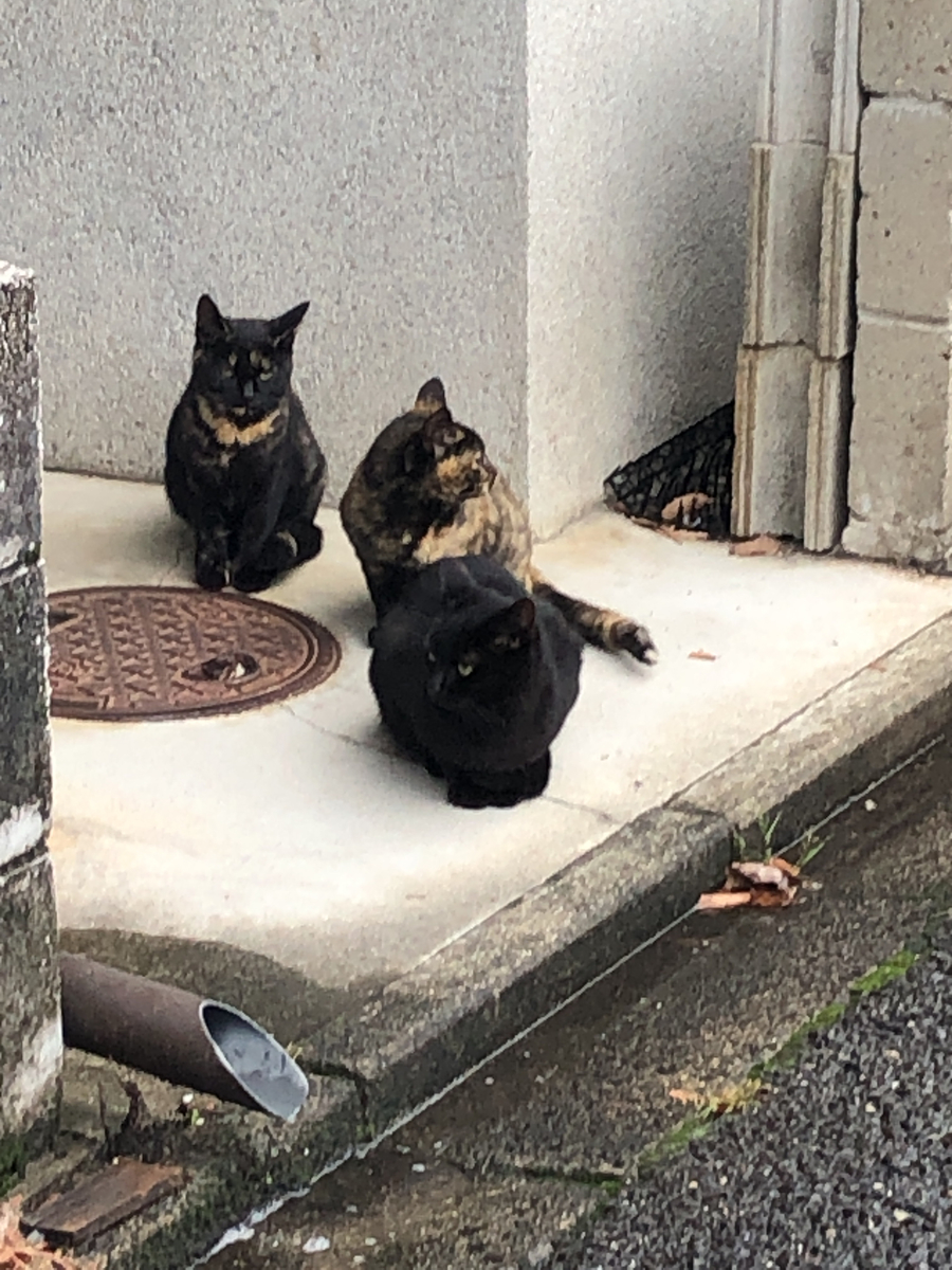 f:id:bf021hugtlang:20200225223349j:plain