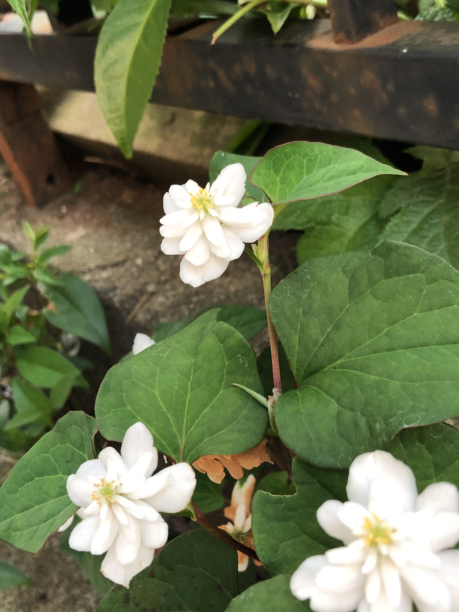 f:id:bf021hugtlang:20200610215850j:plain