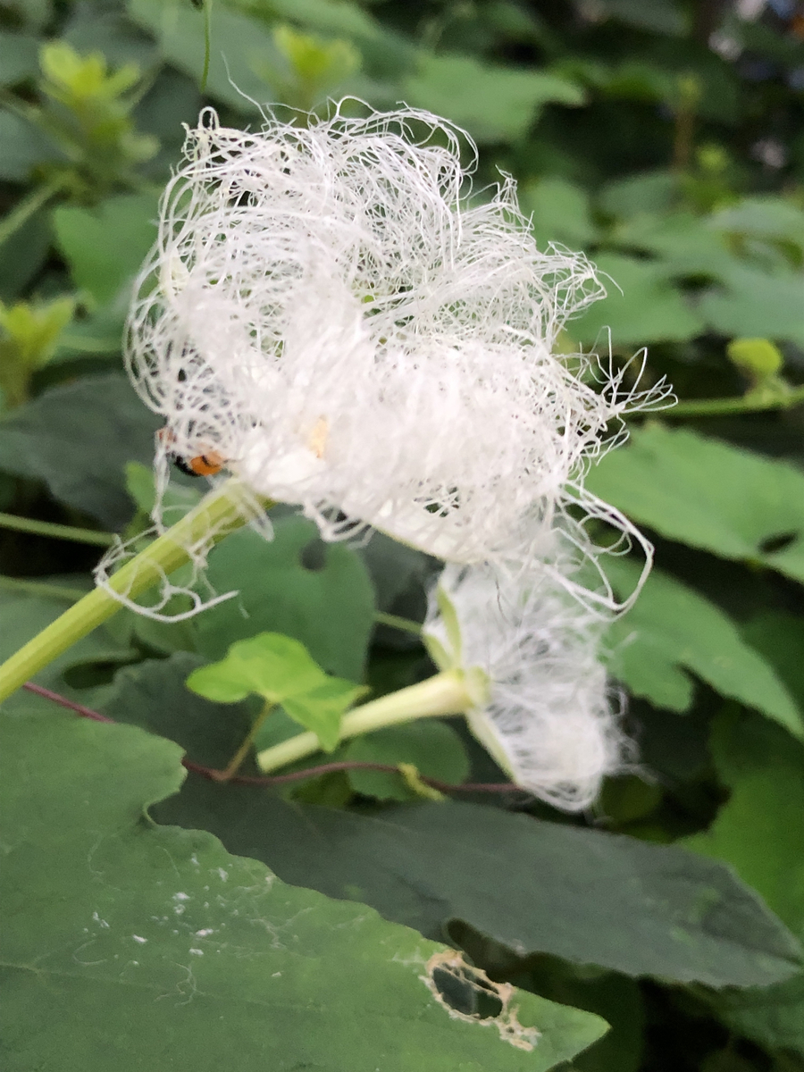 f:id:bf021hugtlang:20200711213528j:plain f:id:bf021hugtlang:20200711213528j:plain